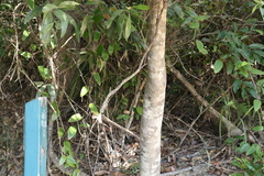 Pittosporum ferrugineum