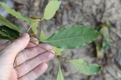 Pittosporum ferrugineum