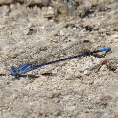Argia munda