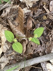 Euphorbia mercurialina