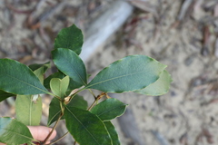 Pittosporum ferrugineum