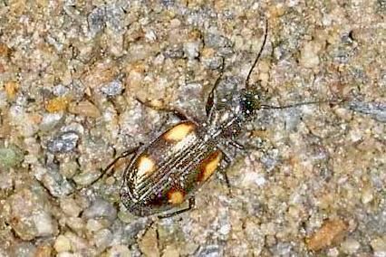 Lionychus quadrillum