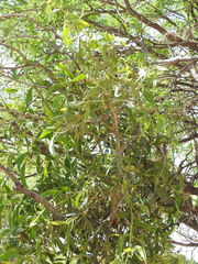 Psittacanthus calyculatus