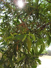 Psittacanthus calyculatus