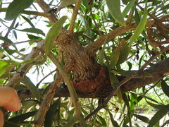 Psittacanthus calyculatus
