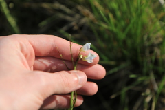 Cardamine penduliflora
