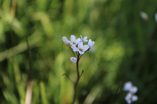 Image of Cardamine penduliflora by no rights reserved