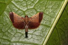 Hypsopygia amoenalis