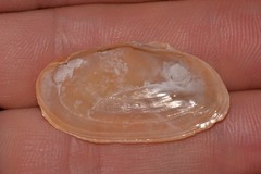 Psammobiidae