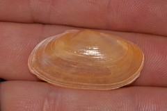 Psammobiidae
