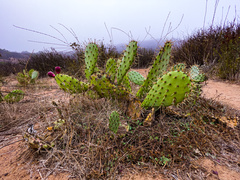 Opuntia chlorotica