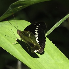 Bassarona teuta