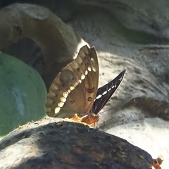 Bassarona teuta