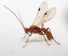 Rogadinae