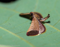 Hypsopygia amoenalis