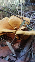 Austropaxillus