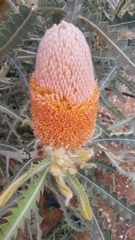 Banksia victoriae
