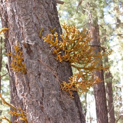 Arceuthobium vaginatum cryptopodum