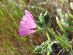 Sidalcea keckii