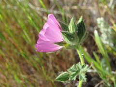 Sidalcea keckii