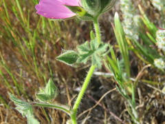 Sidalcea keckii