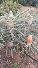Banksia victoriae