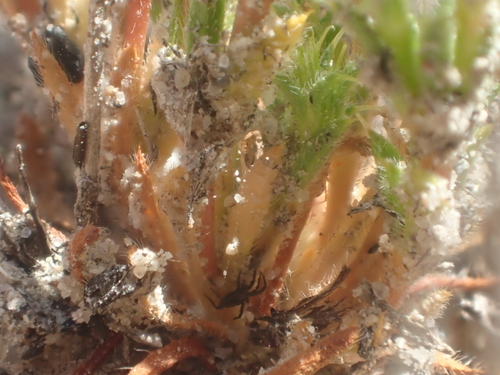 Image of Lastarriaea coriacea by no rights reserved
