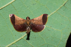 Hypsopygia amoenalis