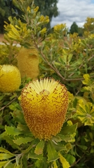 Banksia media