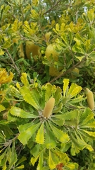Banksia media