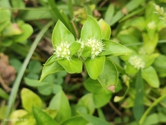 Spermacoce mauritiana