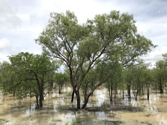 Eucalyptus microtheca