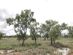 Eucalyptus microtheca
