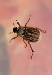 Hoplia