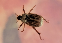 Hoplia
