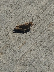 Lactista gibbosus