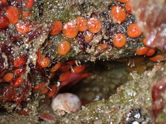 Metandrocarpa taylori