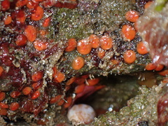 Metandrocarpa taylori