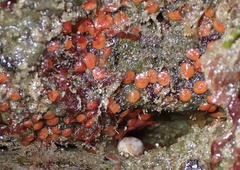 Metandrocarpa taylori