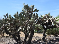 Opuntia