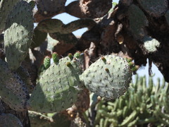 Opuntia