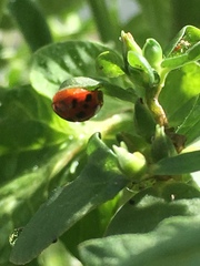 Harmonia axyridis