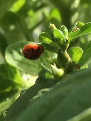 Harmonia axyridis