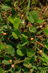 Chamaecrista rotundifolia