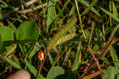 Chamaecrista rotundifolia