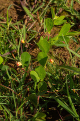 Chamaecrista rotundifolia