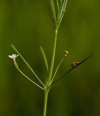 Oldenlandia herbacea