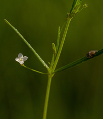 Oldenlandia herbacea