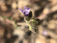 Gilia clivorum