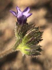 Gilia clivorum